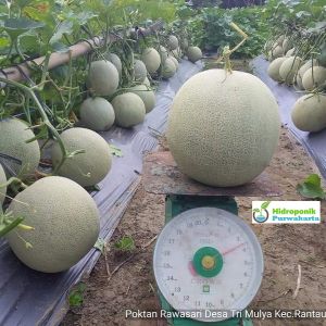 Benih Melon Lucyper F1 Daging Orange Isi 20 Gram Cap Tiga Daun