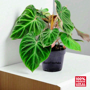 tanaman hias rambat philodendron verucosum
