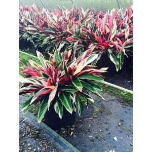 Calathea Multicolor / 多彩竹芋 / Meranti Bali / रंगीन कैलाथिया (Singapore: Calathea Multicolor) – Colorful Leaves Air Purif