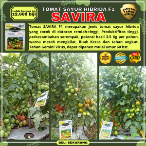(TOMAT SAVIRA F1) Benih Bibit Tomat Hibrida SAVIRA F1 Lebih Banyak ±2.000 Biji | Bibit Tomat sayur Tomat Tahan Virus dan Layu Produktifitas Tinggi Tomat Dataran Rendah Tinggi Berbuah Lebat Merah Mengkilat Daging Keras Tahan simpan dan Kirim