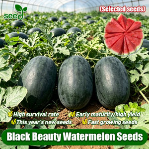 [Selected Seeds 20pcs] Fresh Giant Black Beauty Watermelon Seeds for Planting Super Sweet Juicy Giant Water Melon Seed Pakwan Seeds Bonsai Tree Live Plant Seeds for Garden Fruits Vegetable Seeds Dwarf Fruit Plants Fruit Seeds Potted Fruit Tree Seedlings