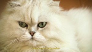 Paket 2 Pack Makanan Kucing Kering Ori Cat 800 gram