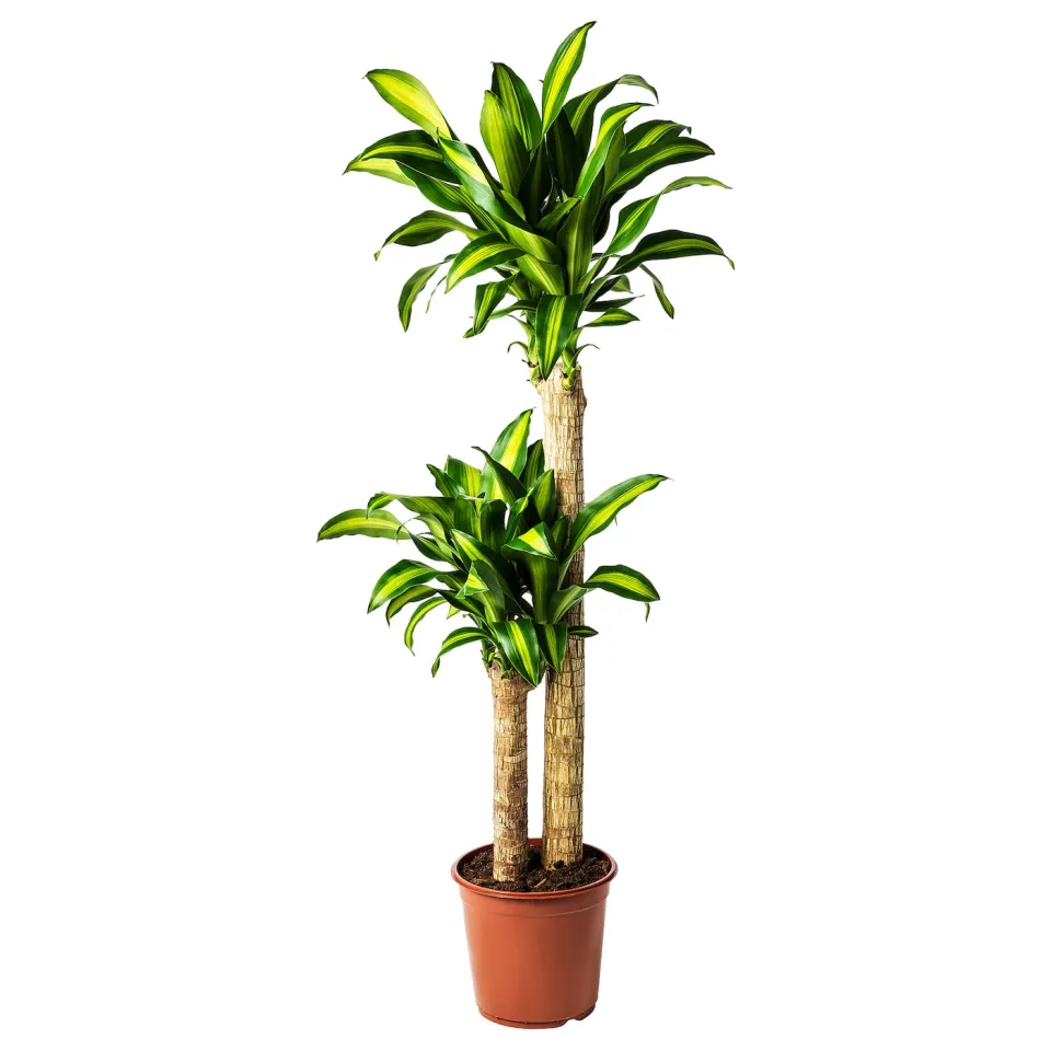 large fiddle leaf fig tree 7-10FT Fiddle Leaf Fig main image 1