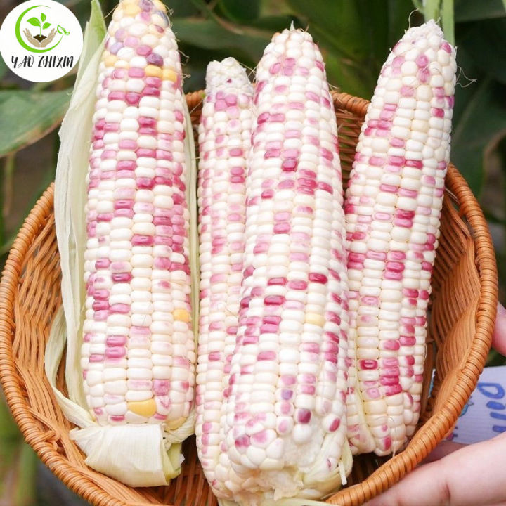Bi-Color Corn Seeds - Original Waxy Corn Seeds For Planting (20 Seeds ...
