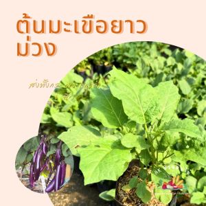 ต้นมะเขือยาว สีม่วง ในถุงเพาะ 6 นิ้ว มะเขือยาวม่วง ต้นมะเขือ ผักสวนครัว ผักสวนครัวปลูกง่าย ผักสวนครัวพร้อมปลูก ผักออร์แกนิก