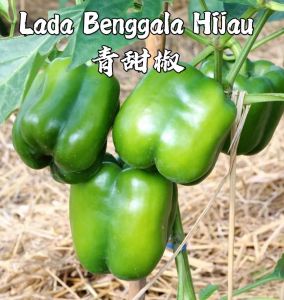 Benih Lada Benggala Hijau (30 Seeds)/青甜椒籽/Capsicum Seeds