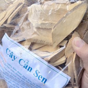 Cây cần Sen dát mỏng sây khô Hỗ trợ đau nhức xương khớp tê mỏi tay chân