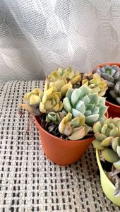 Live Plant (Random MultiHead)