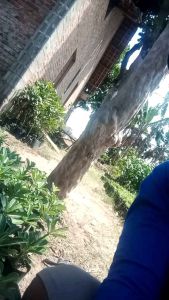 GRATIS ONGKIR bibit tanaman bunga adenium