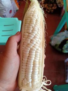 20 Seeds for Planting White Corn Mais Lagkit Binhi Pantanim