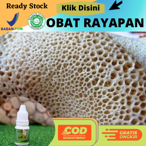 obat penghilang kaki rayapan kulit telapak kaki rayapan parah tumit pecah2 dan kering kapalan menghilangkan kaki rayapan berlubang bolong bolong kecil pitted keratolysis hilangkan telapak kaki bau menyengat - propolis sm tradisional alami