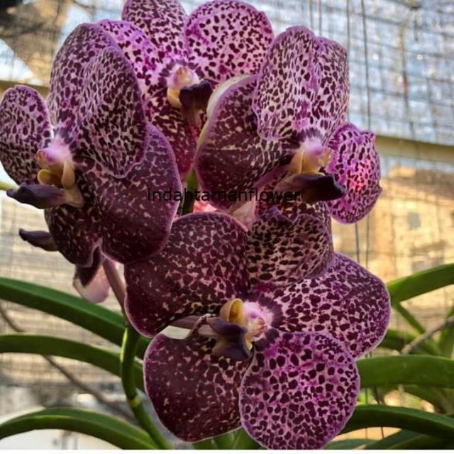 Anggrek vanda ungu
