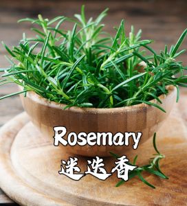 Benih Rosemary(100/150 Seeds)/迷迭香种子/Rosemary Seeds/Mosquito Repelling Plant Seeds/净化空气驱蚊植物种子