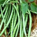 SULIT PACK! SITAW NA TURO/BUSH SITAW/LOS BANOS VARIETY (10 pcs seeds). 