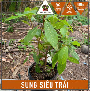 Cây Sung Siêu Trái - Tổng thể tầm 30-40 cm - Mau cho quả và siêu quả!