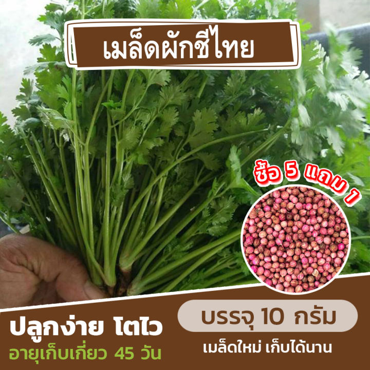 เมล็ดพันธุ์ผักชีไทย แบ่งขาย 10 กรัม ประมาณ 700 เมล็ด พร้อมโปรโมชั่น