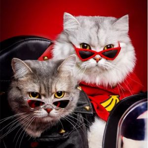 PERNEAKY Transparent Sphynx Cat Sunglasses Cat Windproof Glasses Triangular Dog Eyewear Glasses Funny Plastic Cat For Cats Puppy Kitten