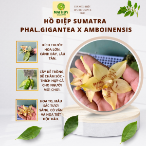 Hồ Điệp Sumatra Phal. Gigantea x Amboinensis – Lan Lai Quý Lá To - MAI HUY SINCE 2008