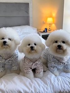 Stylish Pet Spring/Summer Dog Pajamas Small Dog and Cat Clothes Anti-Shedding  Soft Pet Clothes
