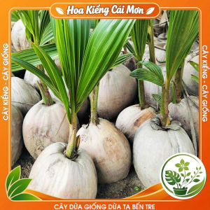 Cây Dừa Giống Dừa Ta Bến Tre - Cây Giống Đẹp Khỏe Dễ Trồng Sinh Trưởng Tốt