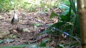 jerat burung ruak ruak belibis juga bisa