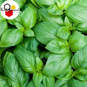 BASIL SEEDS - (300SEEDS) GENOVESE VEGETABLE SEEDS