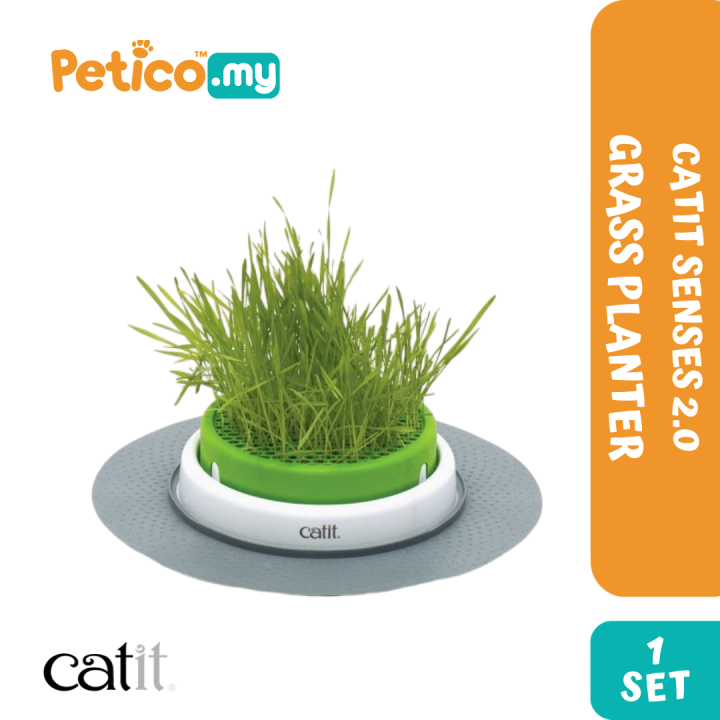 fat plant Baccharis salicifolia (Mulefat) – Plant Material