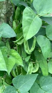 8 Biji - Benih Kacang Koro Roay Buncis Kratok Koro Plentes Benih Sayuran Berkualitas Seeds Untuk Kebun - Lazada