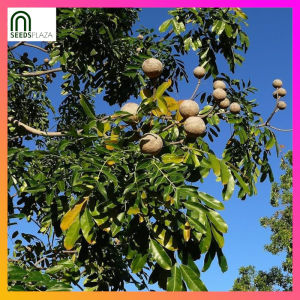 SeedsPLAZA™ - Mahogany Tree Seeds for Planting (5 Seed) incl. Instructions Honduran Trees incl. Planting Instruction