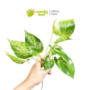 The Comfyleaf Live Pothos Rooted Cuttings (Jade Golden Njoy) Indoor and Outdoor Plant