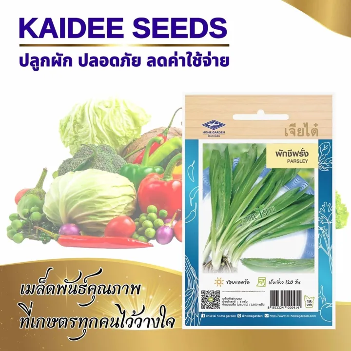 เมล็ดผักชีฝรั่ง Parsley เจียไต๋ 2,800 เมล็ด สำหรับสวนครัว