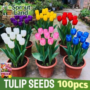 [High Germination] Mixed Color Tulip Seeds for Planting Flower Plants (100 Seed) Assorted Tulip Flower Seeds for Gardening Balcony Garden Potted Tulip Live Plant Bonsai Seeds Indoor Plants Real Plants  Hydroponic Tulips Flowering Plants Seeds Easy To Grow