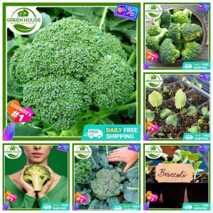 Green House® - Italian Broccoli Seeds for Planting Vegetable Plants (50 Seed) incl. Instruction Brokoli Dwarf