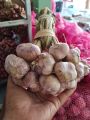 กระเทียมไทยกลีบม่วง ศรีสะเกษ 500 กรัม ครึ่งกิโลกรัม คัดพิเศษThai Garlic : 500 g. 
