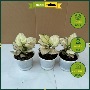 Cây Vạn Lộc Trắng - Cây Cảnh Phong Thủy Để Bàn