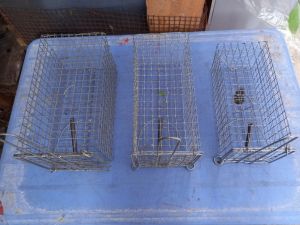 Combo 2 Lồng bẫy chuột đồng sóc lưới kẽm dây sóng chắc chắn( có khóa chống sảy)