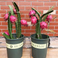 [Easy To Grow In Malaysia] Pitaya Seeds Dragon Fruit Seeds for Planting (Mixed 200 Seeds) Balcony Potted Yellow Dragon Fruit Plant Seeds Dwarf Fruit Plants Red Dragon Fruit Seedlings Home Garden Seeds Bonsai Tree Live Plant Real Plants Benih Pokok Buah. 