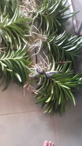 COMBO Nhiều Màu Cây Lan Giống Mokara  (20-30 cm):ĐỏVàngTímHồngCam Combo Cây Lan Giống Đỏ Vàng Hồng Tím Cam Cây Giống Lan Dễ Trồng Và Chăm Sóc - Lazada