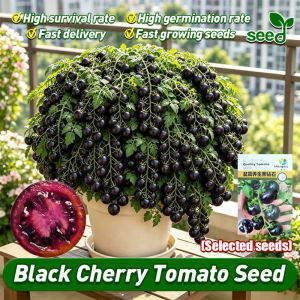[Selected Seeds] 100pcs/pack Legit Black Cherry Tomato Seeds for Planting Fruits Plants Fresh Organic Bonsai Cherry Tomato Seeds Fruit and Vegetables Seeds for Pot Gardening Dwarf Cherry Tomato Seedlings Balcony Potted Cherry Tomato Live Plant Seeds
