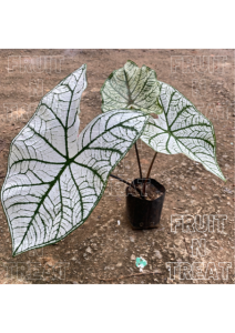 Pokok Hiasan Daun Keladi/Caladium White Christmas