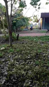 🔰🔰แผ่นโมแตรด่วน ลิ้นแตร 2 แผ่นพร้อมปะเก็น(สำหรับคนชอบเสียงแน่นๆดุๆใช้งานได้นาน)# แผ่นหนาพิเศษ