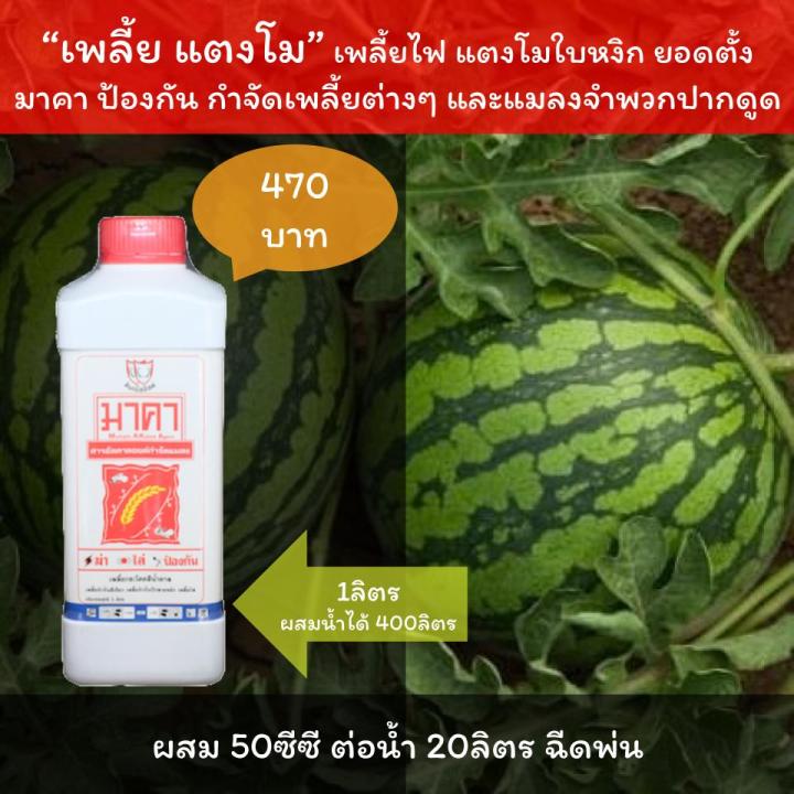 %E0%B8%A2%E0%B8%B2%E0%B8%86%E0%B9%88%E0%B8%B2%E0%B9%80%E0%B8%9E%E0%B8%A5%E0%B8%B5%E0%B9%89%E0%B8%A2%E0%B8%9F%E0%B8%B1%E0%B8%81%E0%B8%82%E0%B9%89%E0%B8%B2%E0%B8%A7%20%E0%B8%A1%E0%B8%B2%E0%B8%84%E0%B8%B2%20%E0%B8%AA%E0%B8%B2%E0%B8%A3%E0%B8%AD%E0%B8%B4%E0%B8%99%E0%B8%97%E0%B8%A3%E0%B8%B5%E0%B8%A2%E0%B9%8C%20%E0%B8%84%E0%B8%B8%E0%B8%93%E0%B8%A0%E0%B8%B2%E0%B8%9E%E0%B8%AA%E0%B8%B9%E0%B8%87%20%E0%B8%9B%E0%B8%A5%E0%B8%AD%E0%B8%94%E0%B8%A0%E0%B8%B1%E0%B8%A2%20%E0%B8%9F%E0%B8%B1%E0%B8%81%E0%B8%82%E0%B9%89%E0%B8%B2%E0%B8%A7%E0%B9%83%E0%B8%9A%E0%B8%AB%E0%B8%87%E0%B8%B4%E0%B8%81%20%E0%B9%80%E0%B8%9E%E0%B8%A5%E0%B8%B5%E0%B9%89%E0%B8%A2%E0%B9%84%E0%B8%9F%E0%B8%9F%E0%B8%B1%E0%B8%81%E0%B8%82%E0%B9%89%E0%B8%B2%E0%B8%A7%20%E0%B9%80%E0%B8%9E%E0%B8%A5%E0%B8%B5%E0%B9%89%E0%B8%A2%20%E0%B8%9F%E0%B8%B1%E0%B8%81%E0%B8%82%E0%B9%89%E0%B8%B2%E0%B8%A7%20%E0%B9%80%E0%B8%9E%E0%B8%A5%E0%B8%B5%E0%B9%89%E0%B8%A2%E0%B8%95%E0%B9%88%E0%B8%B2%E0%B8%87%E0%B9%86%20-%20Image%204