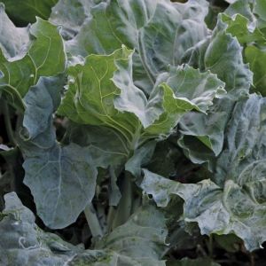 150 BUTIR BIJI/BENIH SAWI KAILAN FULL WHITE/CHINESE KALE