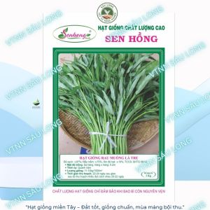 hạt giống Rau Muống lá tre 100g cây khỏe lá nhỏ gói 100g
