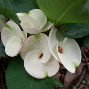 โป๊ยเซียน สายพันธุ์ ปักธงชัย สีขาวแกมเขียว เมื่อดอกบานเต็มที่จะเปลี่ยนเป็นสีชมพูระเรื่อ สวยงาม ดอกใหญ่