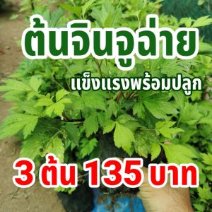 (3 ต้น 135 บาท) ต้นจิงจูฉ่าย ถุงใหญ่  ต้นโต แข็งแรงพร้อมปลูก จิงจูไฉ่ จินจูฉ่าย สมุนไพรใส่ในต้มเลือดหมู