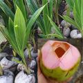 Bibit Kelapa Hibrida Wulung Serat Pink Untuk Obat Pohon Pendek Berbuah. 