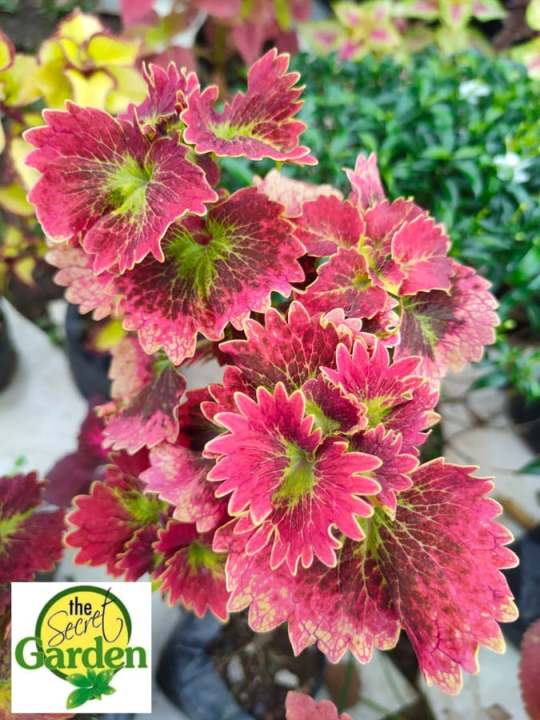 Mayana Coleus Red Twirl (Rare Mayana) with FREE plastic pot and garden soil  (plant for outdoor and limited stock only) P-L-A-N-T-S for S-A-L-E Rare Mayana  Plant Indoor Plants Seeds - Lazada |