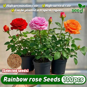[Selected Seeds] 100 pcs/pack Rainbow Rose Seeds for Planting Flowers Bonsai Flower Seeds for Balcony Ornamental Potted Live Multicolored Rose Plants Colorful Rose Seeds for Planting Flowers Rose Flower Seeds for Planting Fragrant Flowering Plants Seeds