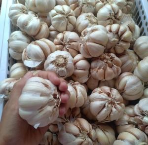 BAWANG PUTIH HONAN SEGAR sudah dikupas kulit luarnya - HONAN